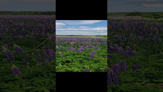 1000549944.mp4