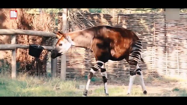 Хайвонхое ки Рекордро Шикастаанд Ва Дар Китоби Гинес Сабт Шудаанд. Necatop2022 смотреть онлайн