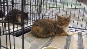 Благотворительная акция в поддержку приюта «Наш кошкин дом» прошла в Мытищах