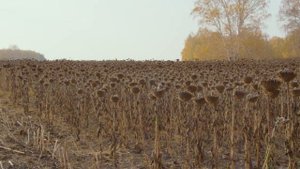 Убираем подсолнечник. Гибрид по технологии экспресс PIONEER 122. Прямой посев cеялкой Kinze 3600.