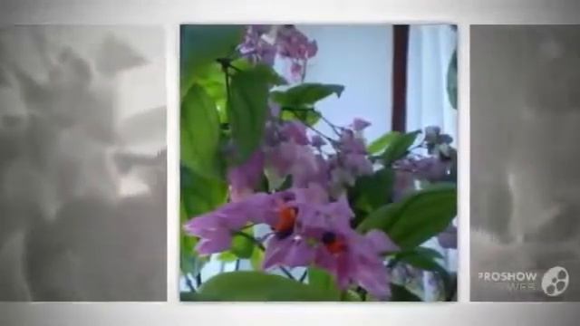 Цветы Клеродендрум (Clerodendrum flower) смотреть онлайн