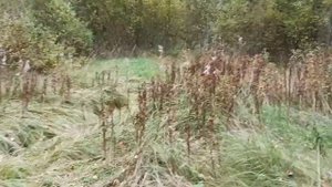 коротко о программе 2ГИС.