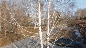 Как деревья качают воду?