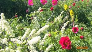 Самый, самый ... Пион уклоняющийся (Марьин корень)