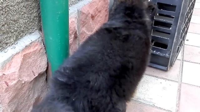 ПЕРВАЯ КОМАНДА. Щенки длинношерстной немецкой овчарки. Одесса. смотреть онлайн