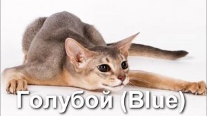 Какие бывают окрасы абиссинцев? Абиссинские кошки