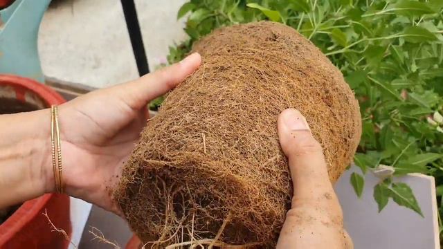 Identify Root Bound plant Why  How to repot Pegion Berry plant Repotting