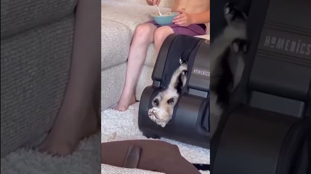 Этот шерстяной разбирается в удовольствиях. #shorts #dog #cat #animals #video #smile