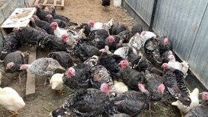 Как разговаривают Индюки) Индюк Пугливая Птица)