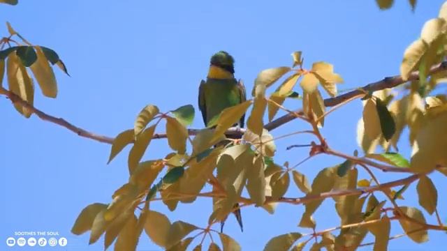 лечебная музыка для сердца и сосудов - Нежная музыка, успокаивает нервную систему и радует душу #4 смотреть онлайн