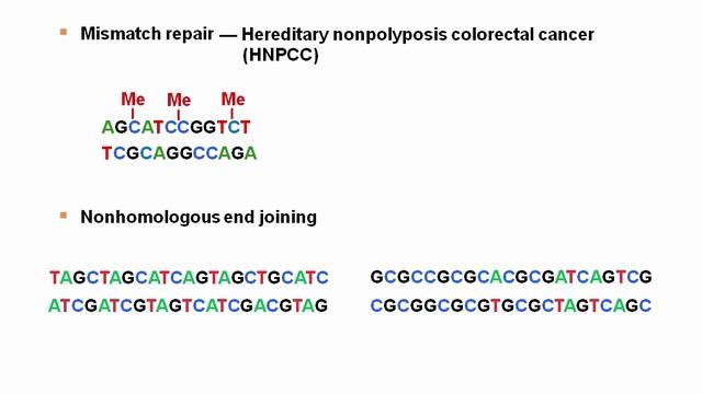 DNA Repair.mp4