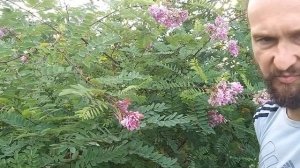 Робиния клейкая - фаворитный медонос 20 июля