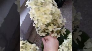 гортензия метельчатая сорт "Пинк Леди"