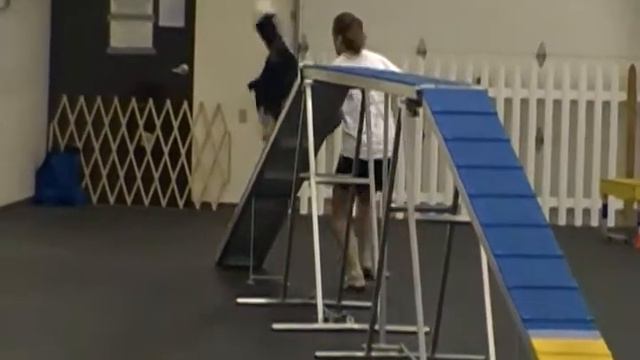 Roxys First Agility Trial - Novice Standard смотреть онлайн