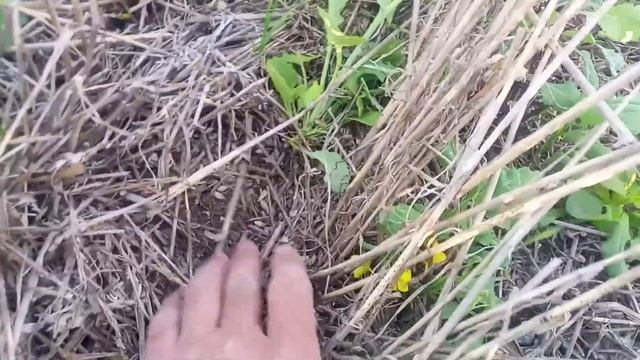 Самосевные покровные культуры, проблема прямого посева??? смотреть онлайн