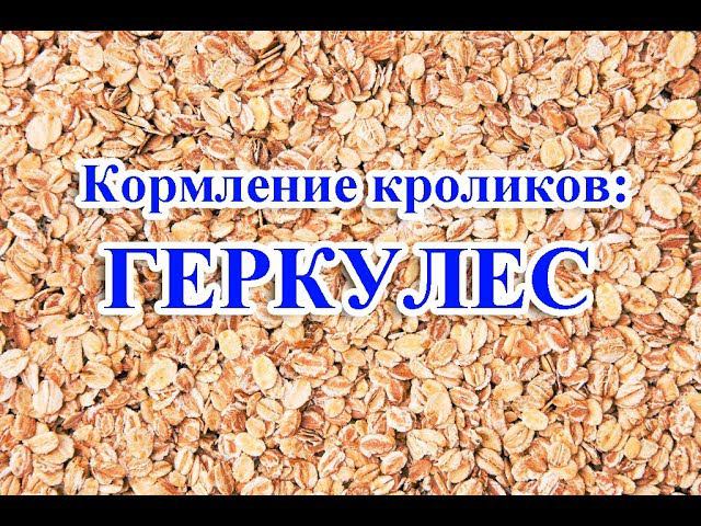 Кормление кроликов: ГЕРКУЛЕС