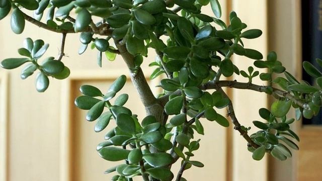 У многих дома есть ДЕНЕЖНОЕ ДЕРЕВО. Но они даже не догадываются что оно творит с телом...Толстянка смотреть онлайн