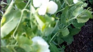 ????ВЫРАЩИВАНИЕ ГОРОХА. ПОДВЯЗКА И УХОД. Как вырастить горох без вредителей