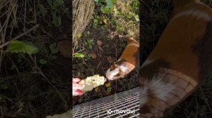 Видеообзор вольера для животных! Милые Морские Свинки! Домик-дача для морской свинки Микки!