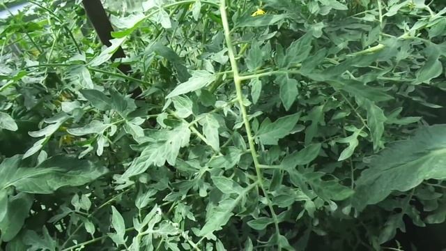 ТОМАТ ГОЛУБЫЕ ЕЛИ. ВИДЕООБЗОР В ТЕПЛИЦЕ 9 ИЮЛЯ. Ольга Чернова. смотреть онлайн