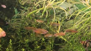 Данио Хопра / Данио Светлячок / Danio choprae  #ДаниоХопра #Daniochoprae