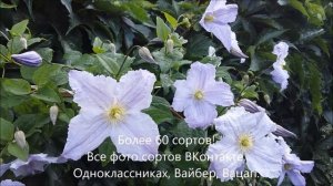 Клематисы Голубой Ангел и Полиш спирит. Принимаю заказ на 2х летние саженцы клематисов.