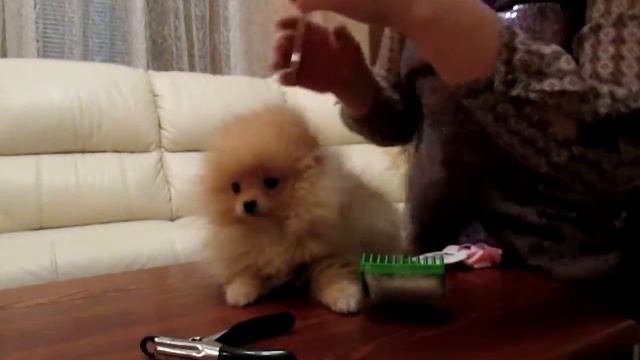 Как расчесать шпица смотреть онлайн