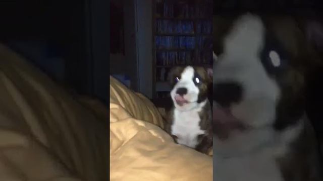 Bronx squeaky kitty смотреть онлайн