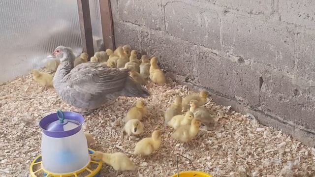 Утята мускусные рожд.29.05.2020 Утка- зверь!!!!Итальянская поилка! смотреть онлайн