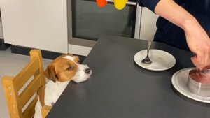 Как быстро приготовить торт для вашей собаки своими руками на День рождения
