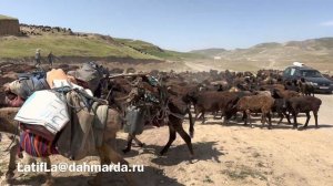 Гиссарские овцы и аборигенные САО Таджикистана саги дахмарда на перегоне 2023