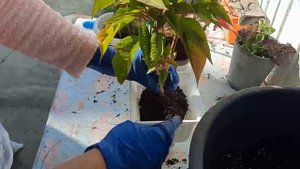 ПУАНСЕТТИЯ УХОД, ПЕРЕСАДКА