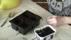 Душица, монарда, иссоп. Посев и пикировка. Я сажаю.