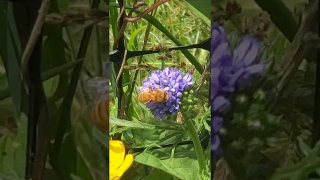 Bees on Globe Gilia Flower at Lost Foods