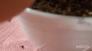 Церопегия Арманди. Чёрный дракон. Церопегии Сандерсона, Вуди, Хайгерта. 30.08.2023.