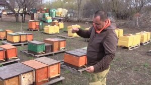 Бакфаст .О своей пчеле расскажет ИВАН ЗАХАРОВ. Весенняя встреча пчеловодов Саратовской обл.