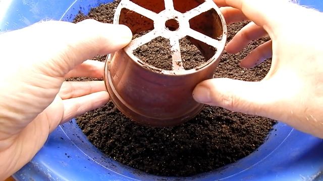 ? Как прорастить грецкий орех дома. Проращиваю. Высаживаю. смотреть онлайн