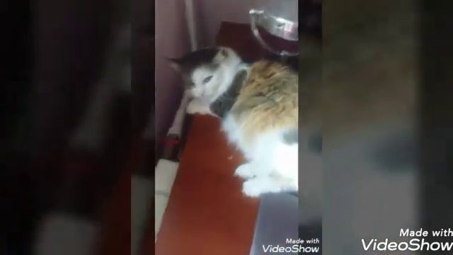 Меня бросает Кокос! /говорящая кошка смотреть онлайн