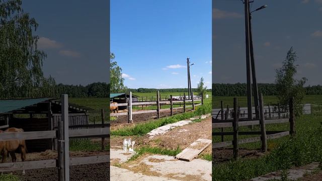 Пора уже, пойдем найдем косю. Куда-то уже ушлепал этот голодающий. 🤣