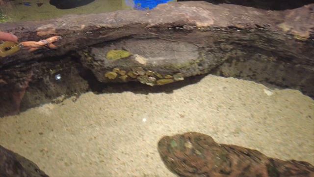 VLOG: Куала-Лумпур. Океанариум. Смотровая площадка башни Менара. Покупки техники. Малайзия 2023. смотреть онлайн