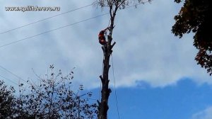 Валка деревьев частями С-Пб