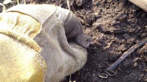 Полевая мышь, пойманная в огороде. Видео снимал для жены!