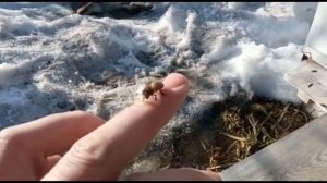 Когда проснутся пчёлки, или кто пчёлок уважает...