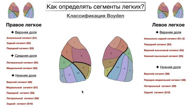 Сегменты определение. Сегменты легких. Сегменты легких на рентгенограмме. Сегменты легких с подписями. Легкие сегменты и доли