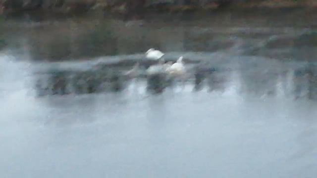 Лебединная семья живёт отдельно от остальных смотреть онлайн