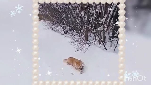 Умница, Красавица… Любимица!