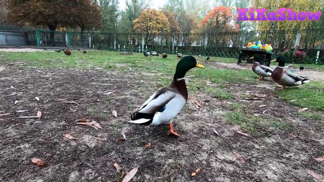 Кормим животных в Фестивальном парке Гомеля. смотреть онлайн