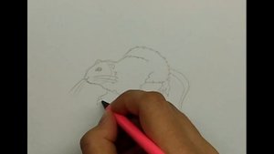 Как нарисовать крысу