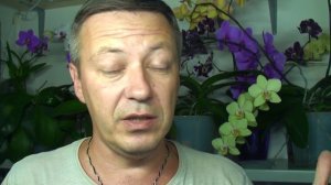 ЦВЕТОНОС ОРХИДЕИ ИЗ ТОЧКИ РОСТА // вопросы пересадка фаленопсиса