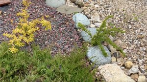 РАСТЕНИЯ ПО РУЧЬЮ. ИВА/БЕРЕЗА ПЛАКУЧАЯ/ТРАДЕСКАНЦИЯ/ЛАВАНДА/СПИРЕЯ ЯПОНСКАЯ/ХОСТЫ.  ДАЧНЫЙ КРЕАТИВ.